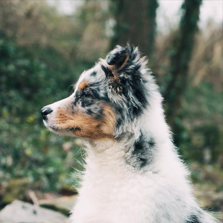 Aussies Doing Things