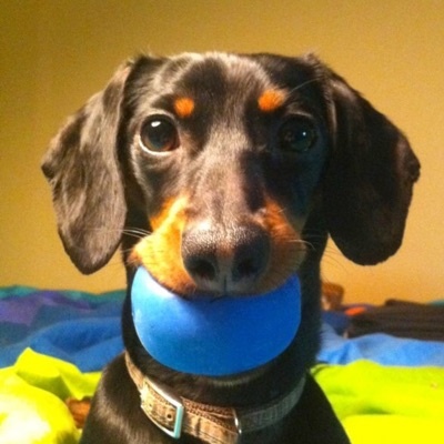 Crusoe the Celebrity Dachshund