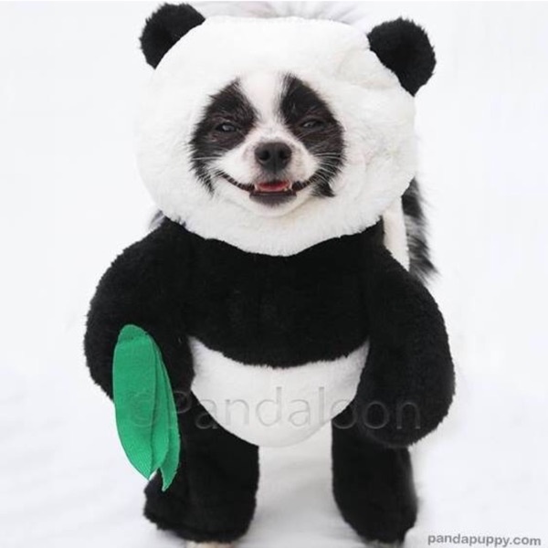 Huxley the Panda Puppy