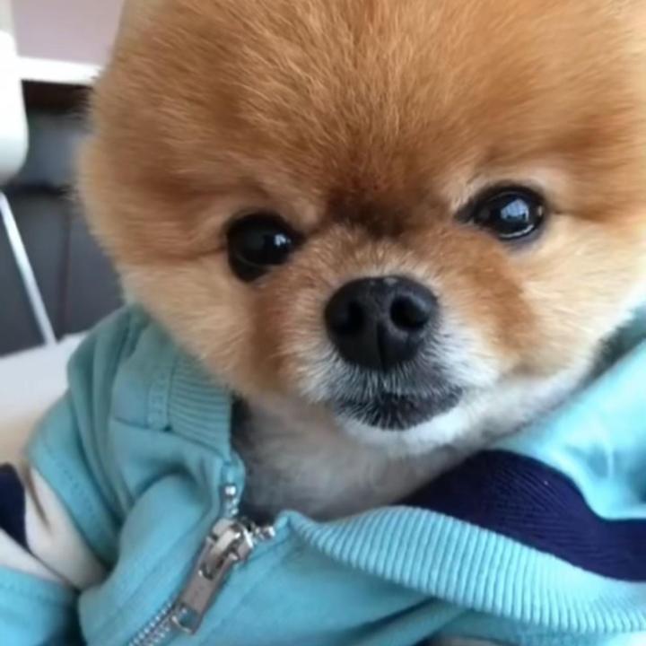 jiffpom