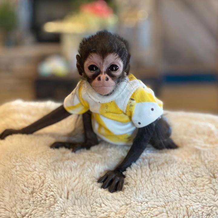 Rooster-the spider monkey