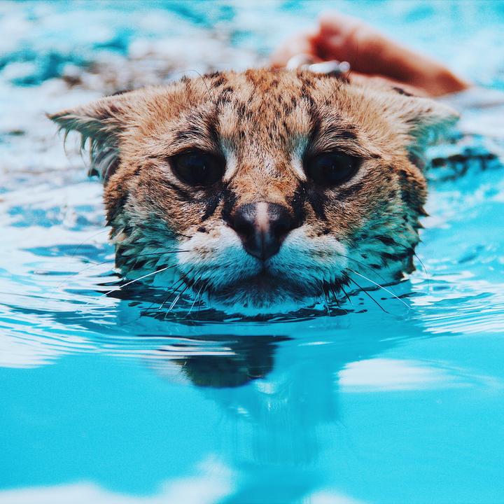 Pet TikTok Richlist 2021 Buzz Bingo