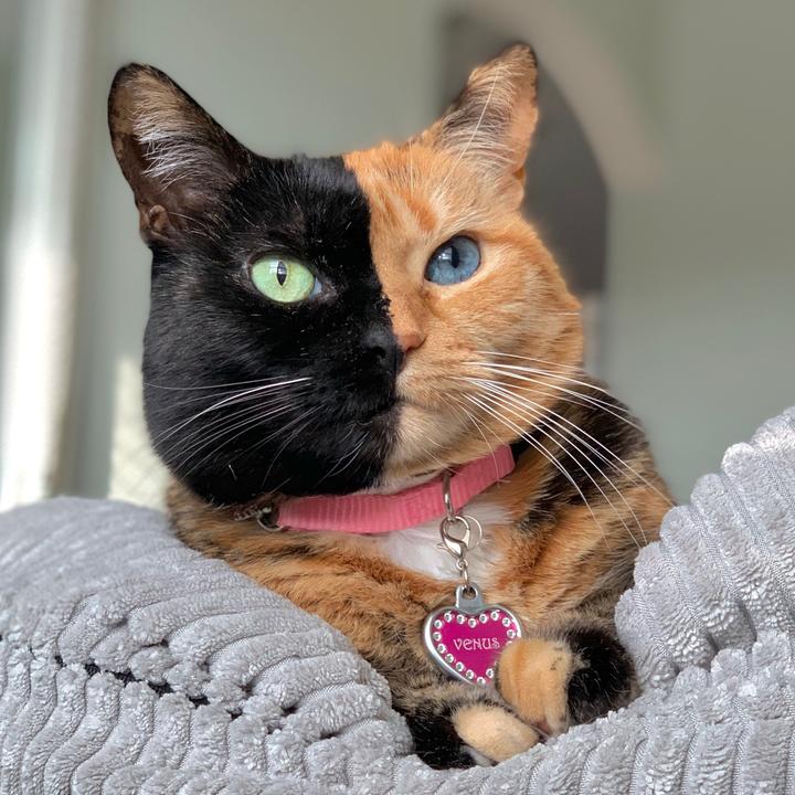 Venus Two Face Cat